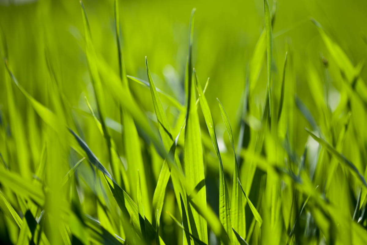 Close up of blades of grass