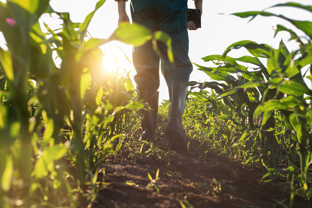 a man's legs walking between rows of crops