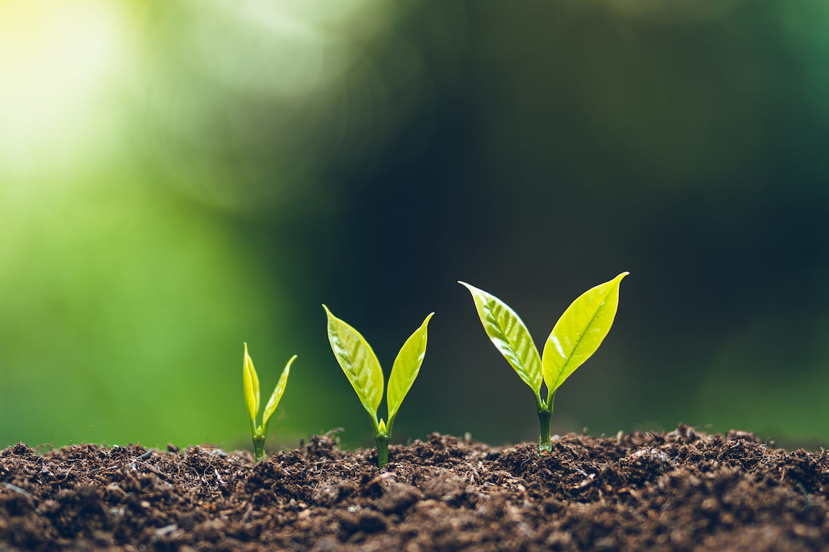3 seedings growing up from the dirt