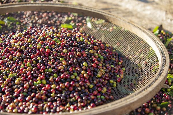 Large sieve full of raw unprocessed coffee beans