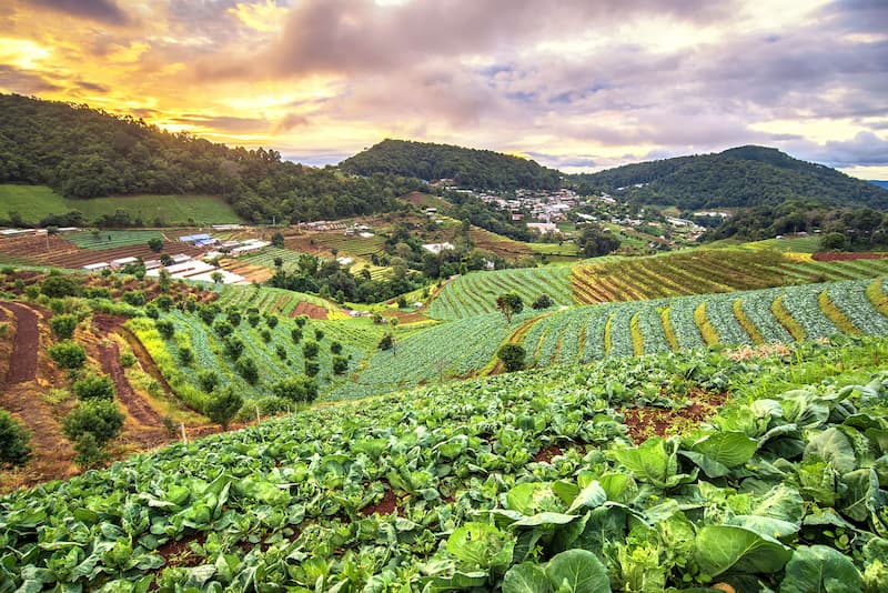 Rolling hills of crops