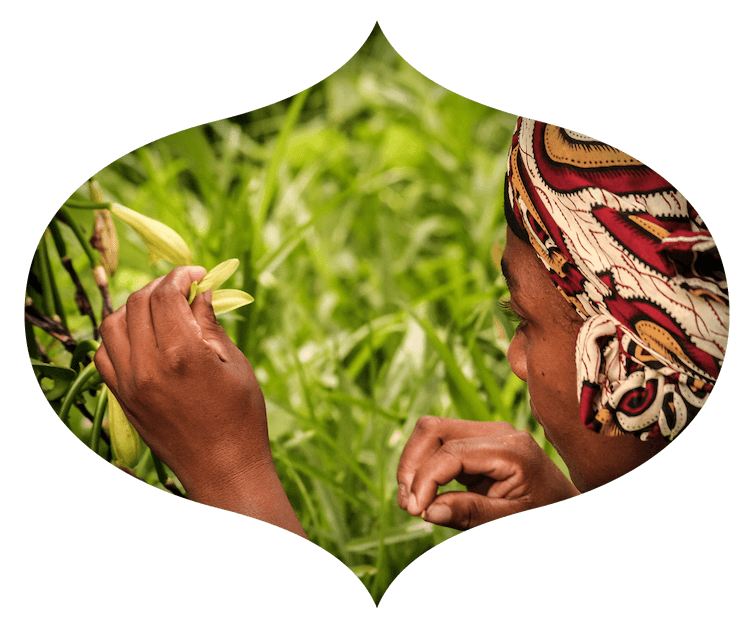 Woman in headscarf looking closely at a vanilla plant